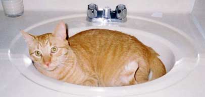 Photo Gallery - Orange Tabby - Cat - Celebrate Our Pets