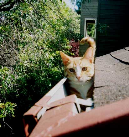 Photo Gallery - Orange Tabby - Kitten - Celebrate Our Pets