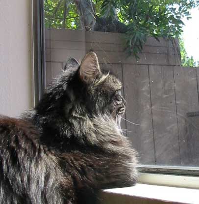 Pet Photo Gallery - cat watching cat - Celebrating Our Pets
