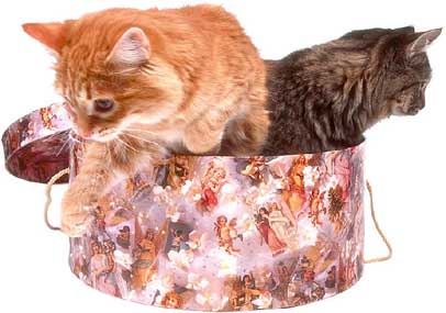 Photo Gallery - cats tabby hat box picture - Celebrating Our Pets