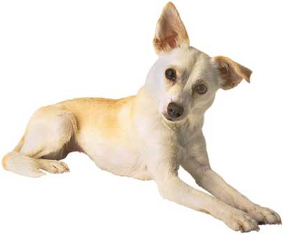Celebrating Our Pets - dog - Chihuahua