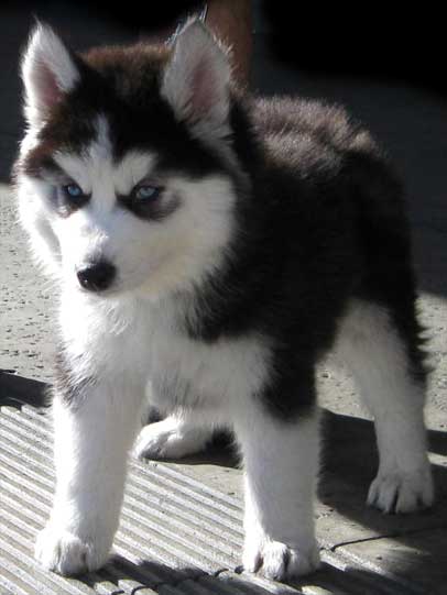 Pet Photo Gallery - Dog Alaskan Malamute Picture 1 - Celebrating Our Pets