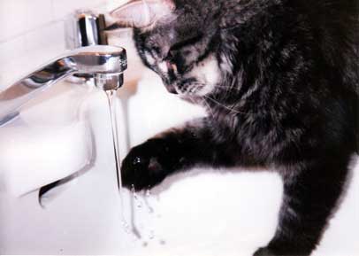 Celebrating Our Pets - Water Cat Photo