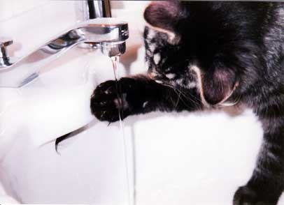 Celebrating Our Pets - Water Cat Photo 2