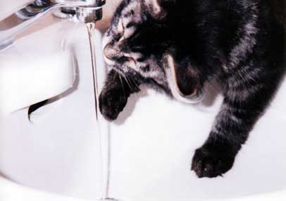 Celebrating Our Pets - Water Cat Photo 3