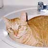 Cute Funny Cat in Sink Photo - Celebrating Our Pets - Pet Photo Gallery