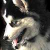 Cute Funny Alaskan Malamute Puppy Dog Photo 2 - Celebrating Our Pets - Pet Photo Gallery