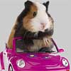Cute Funny Guinea Pig Photo - Celebrating Our Pets - Pet Photo Gallery