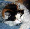 Pet Stories - Cat Chyna - Calico - Celebrating Our Pets