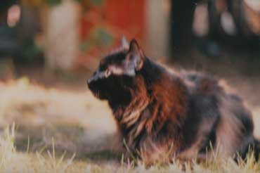 Celebrate Pets - Pet Stories - Cat Maine Coon - Kitty Poo
