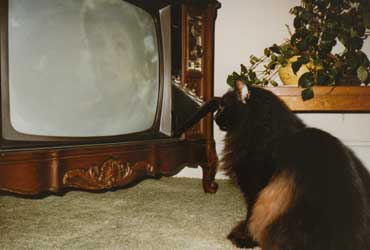 Celebrate Pets - Pet Stories - Cat Maine Coon - Cat watching TV