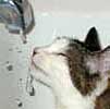 Pet Stories - Cat who loves water - Celebrating Our Pets
