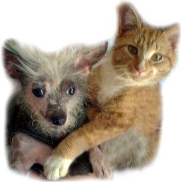Pet Stories - Cats and Dogs story - Pumpkin the cat with Dottie the puppy dog - Celebrating Our Pets