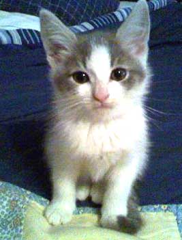 Pet Stories - baby kitten - Celebrating Our Pets