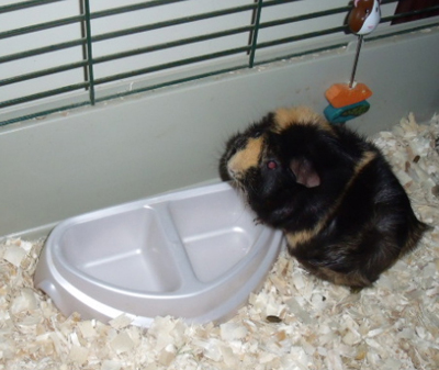 Pet Stories - Guinea Pig standing up on little hind legs - Celebrating Our Pets