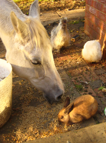 Celebrating Our Pets - Pet Stories - Horse, bunny rabbit, rooster & hen - photo 5