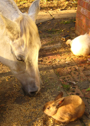 Celebrating Our Pets - Pet Stories - Horse, bunny rabbit, rooster & hen - photo 4
