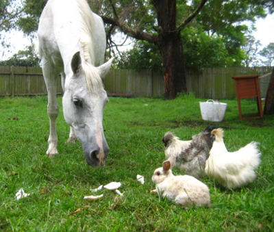 Celebrating Our Pets - Pet Stories - Horse, bunny rabbit, rooster & hen