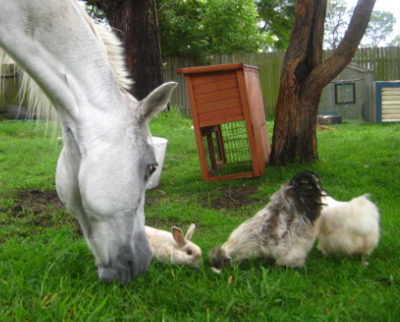 Celebrating Our Pets - Pet Stories - Horse, bunny rabbit, rooster & hen - photo 2