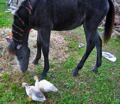 Celebrating Our Pets - Horses Pet Stories - Pony with ducks