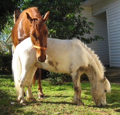 Celebrating Our Pets - Horses Pet Stories - Cuddling picture 2