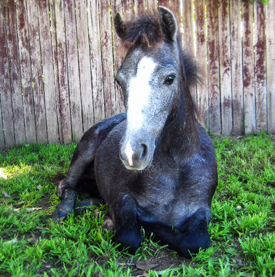 Celebrating Our Pets - Pony Pet Stories - A nine month old pony foal