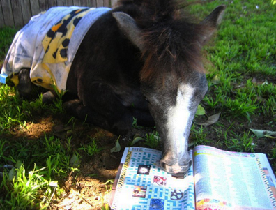 Celebrating Our Pets - Pony Pet Stories - A pony wears a towel