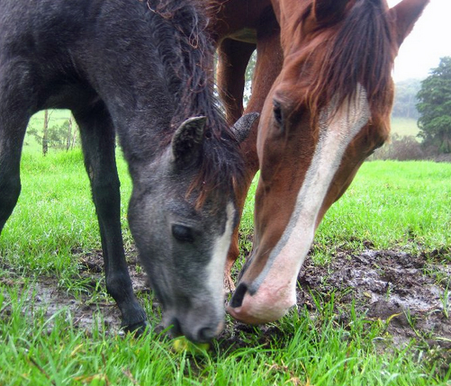 Celebrating Our Pets - Pony Pet Stories - A new pony at home at last