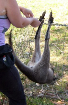 Celebrating Our Pets - Kangaroo Story - baby kangaroo photo