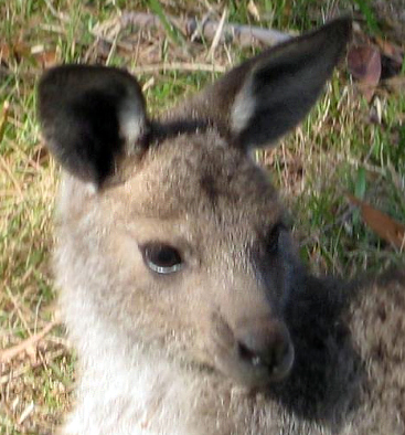 Celebrating Our Pets - Kangaroo Story - We saved a baby kangaroo