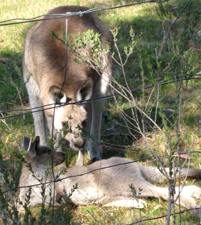 Celebrating Our Pets - Kangaroo Story - baby kangaroo and mother kangaroo photo 1