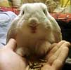Pet Stories - Training a pet bunny rabbit - Celebrating Our Pets
