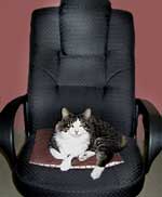 Celebrating Our Pets - Chair Feline of the board: Sophie