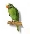 Celebrating Our Pets - a soft chirping of a bird singing an upbeat song
