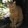 Cute Funny Cat "Orange Tabby" Photo - Celebrating Our Pets - Pet Photo Gallery
