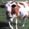 Cute Funny Cow Photo 1 - Celebrating Our Pets - Pet Photo Gallery