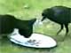 Pets Videos - BEST WILD KITTEN STORY - Crow adopts kitten - True Story