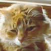 Pet Stories - Cat Goldie - Celebrating Our Pets