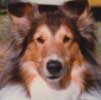 Pet Stories - Dog Honey Collie - Celebrating Our Pets