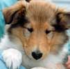 Pet Stories - Puppy Dog Kayla Collie - Celebrating Our Pets