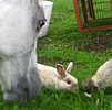 Celebrating Our Pets - Pet Stories - Horse, bunny rabbit, rooster & hen