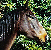 Celebrating Our Pets - Pony Pet Stories - A thoroughbred horse named Lilly 